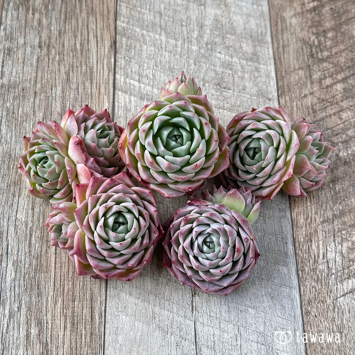 크림 로즈