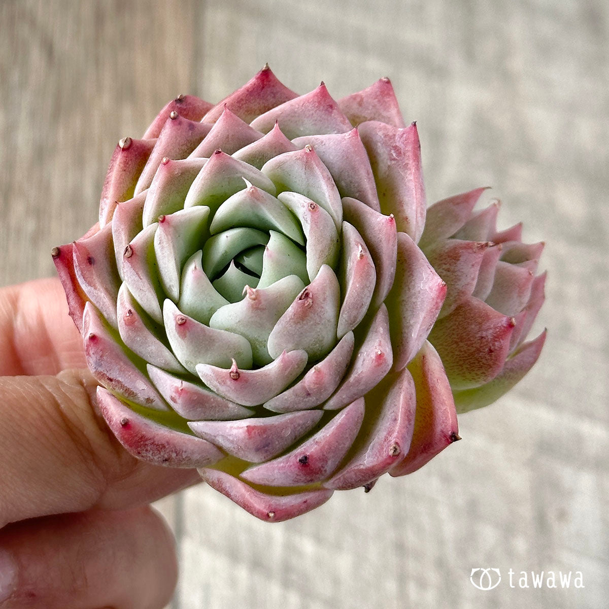 New Arrival* Cubic Frost