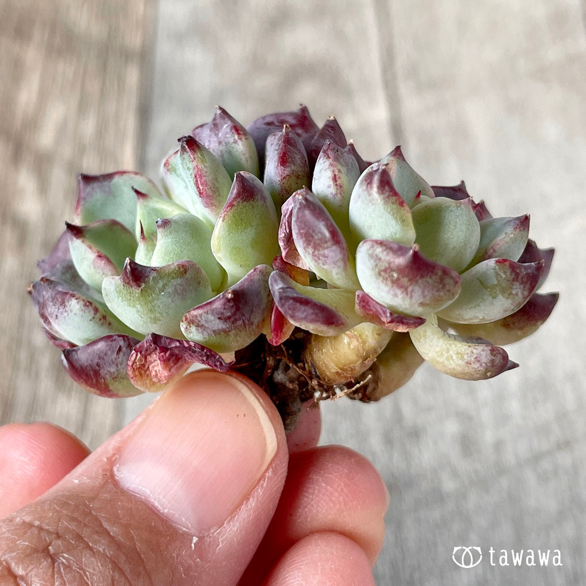사라히메