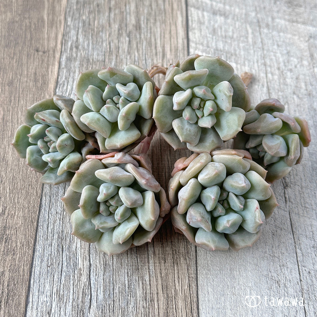New Arrivals: Ice Green