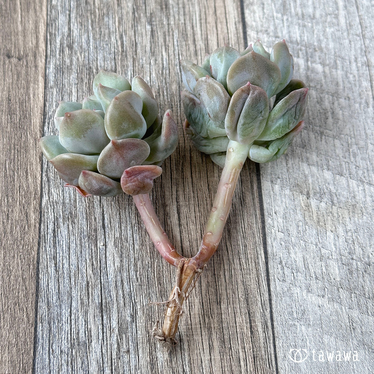 New Arrivals: Ice Green