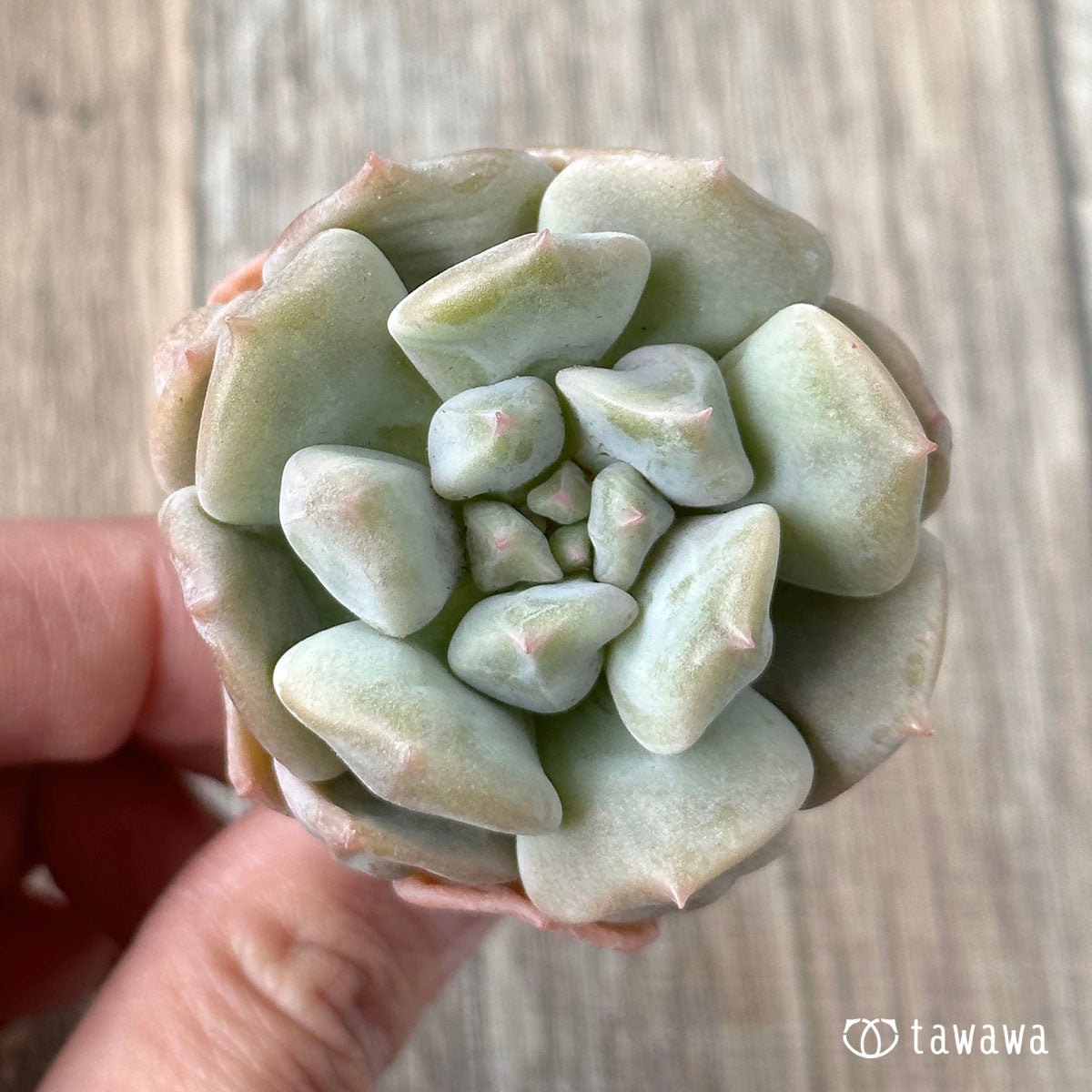 New Arrivals: Ice Green