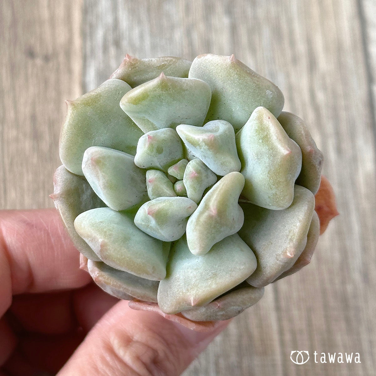 New Arrivals: Ice Green