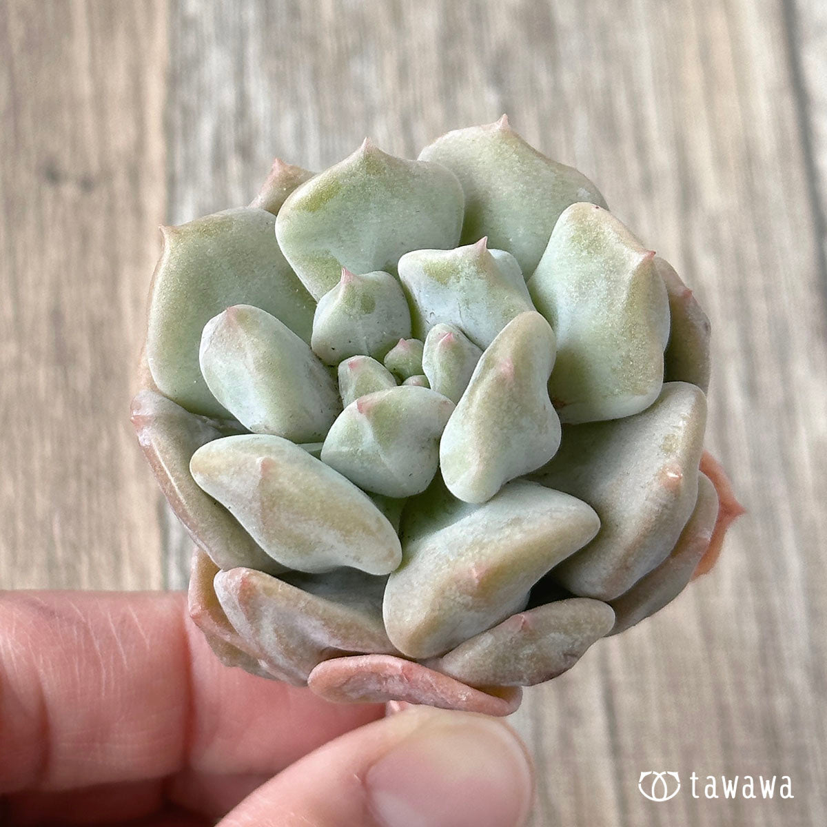 New Arrivals: Ice Green