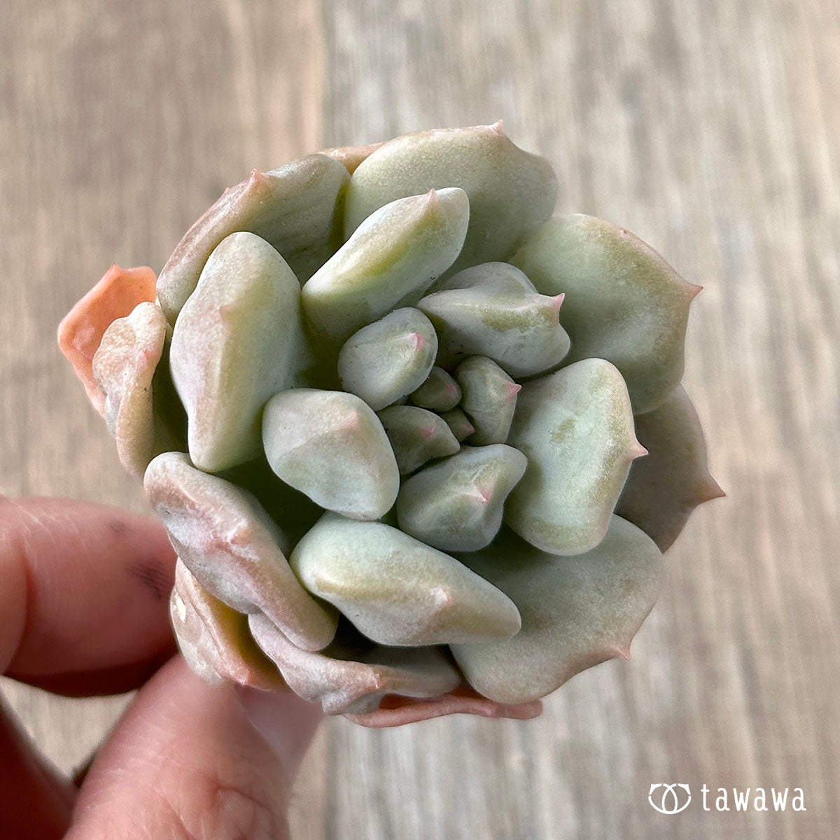 New Arrivals: Ice Green