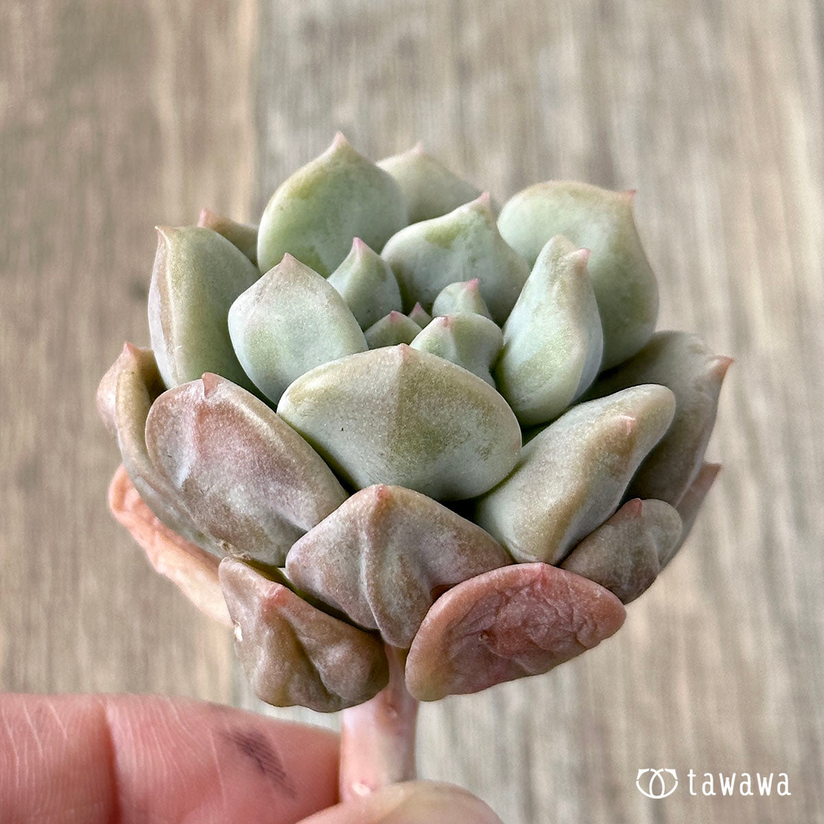 New Arrivals: Ice Green
