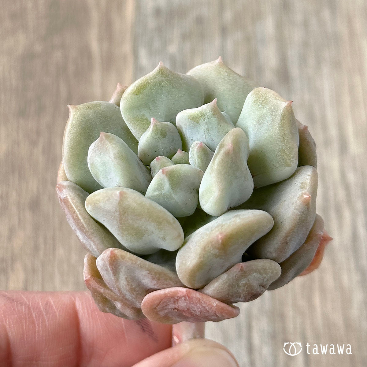 New Arrivals: Ice Green