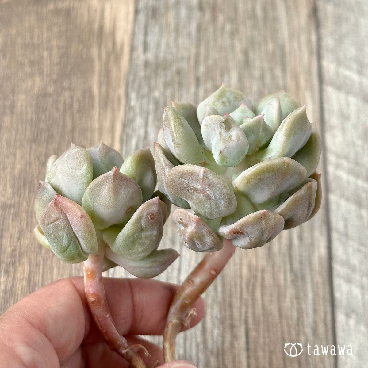 New Arrivals: Ice Green