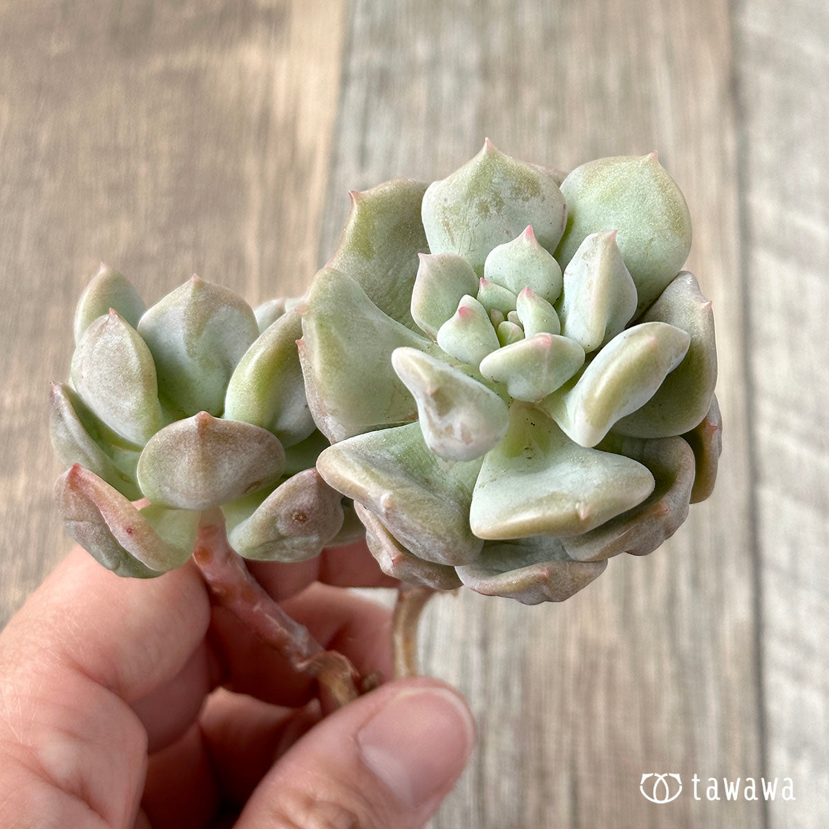 New Arrivals: Ice Green