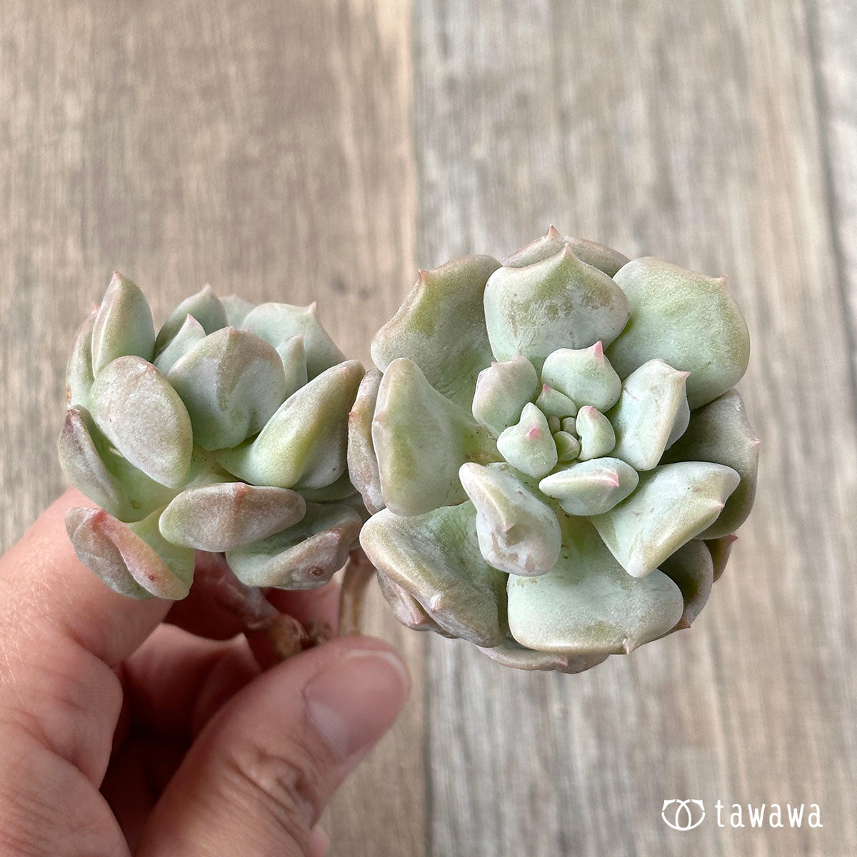 New Arrivals: Ice Green