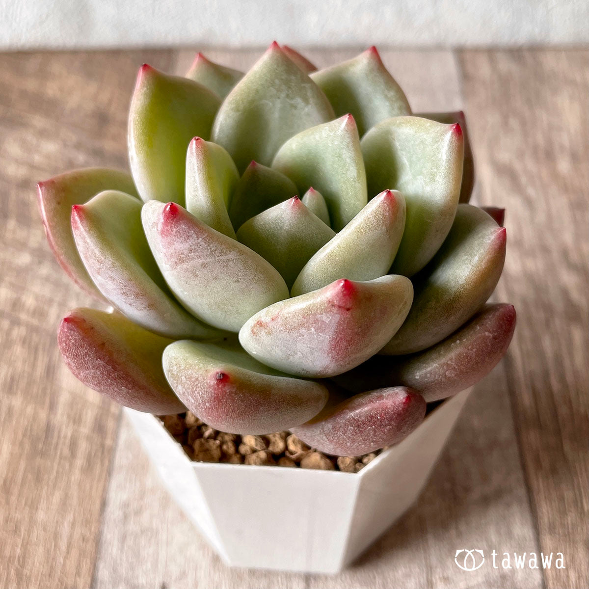 New Arrival* Cubic Frost