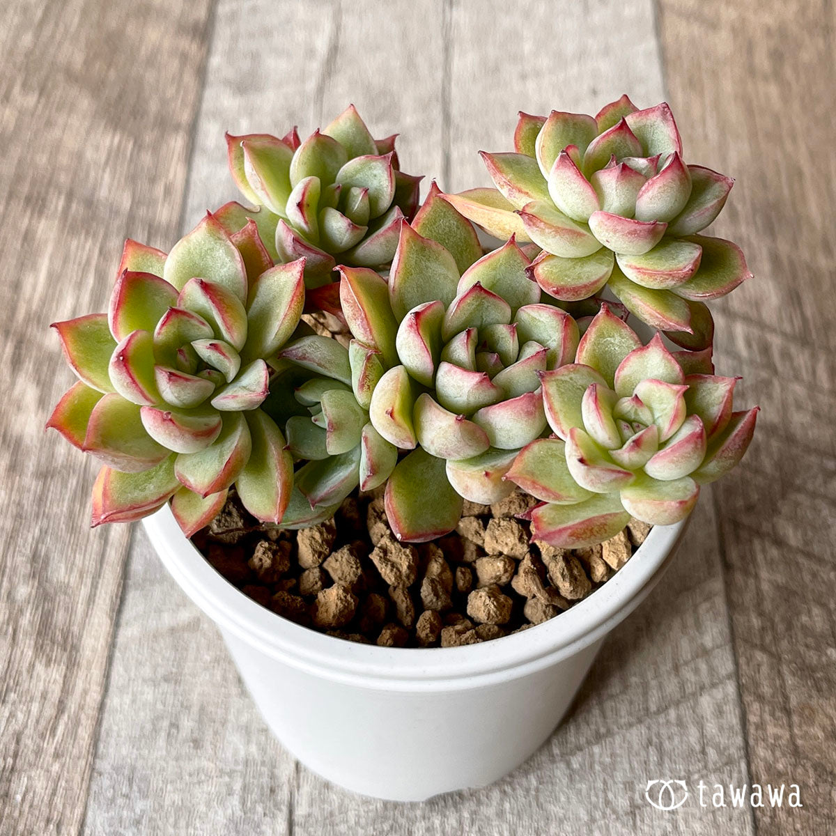 메비나
