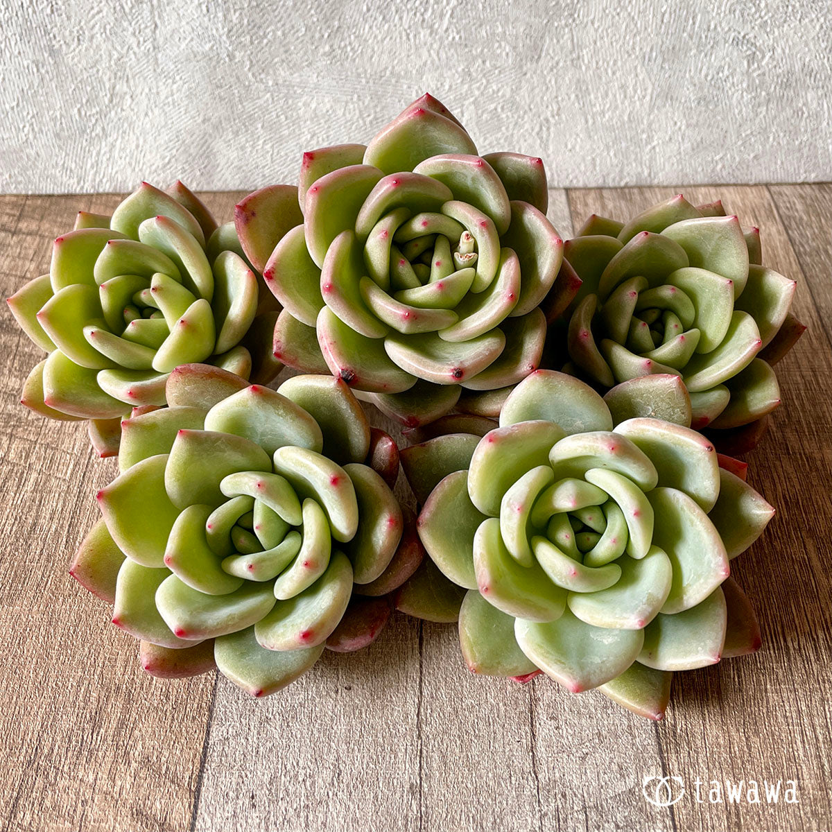 New Arrival* Cubic Frost
