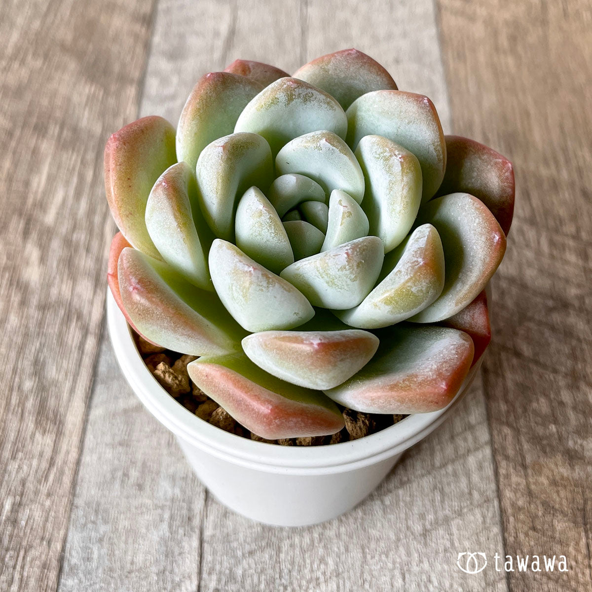 New Arrivals: Ice Green