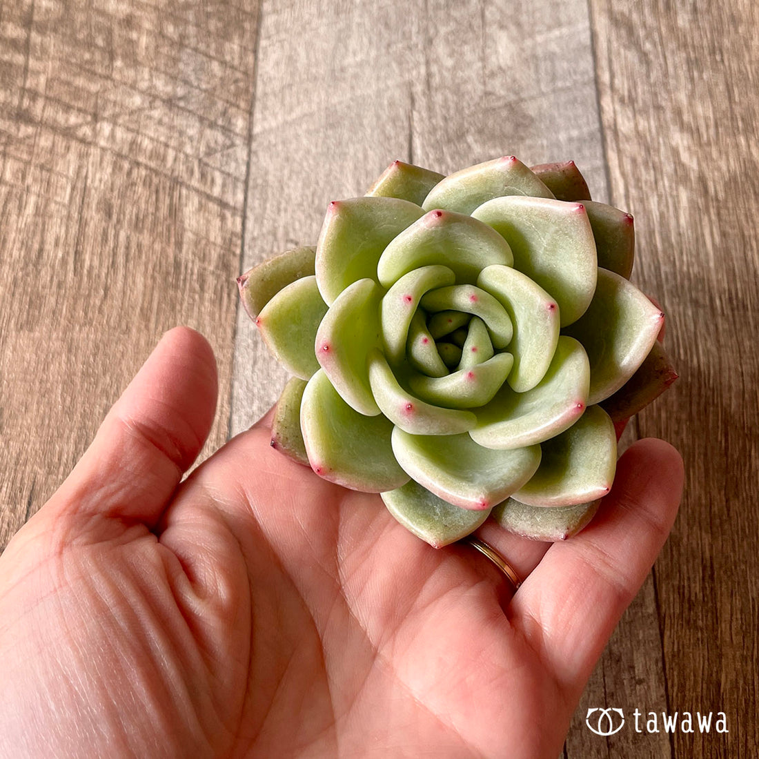 New Arrival* Cubic Frost