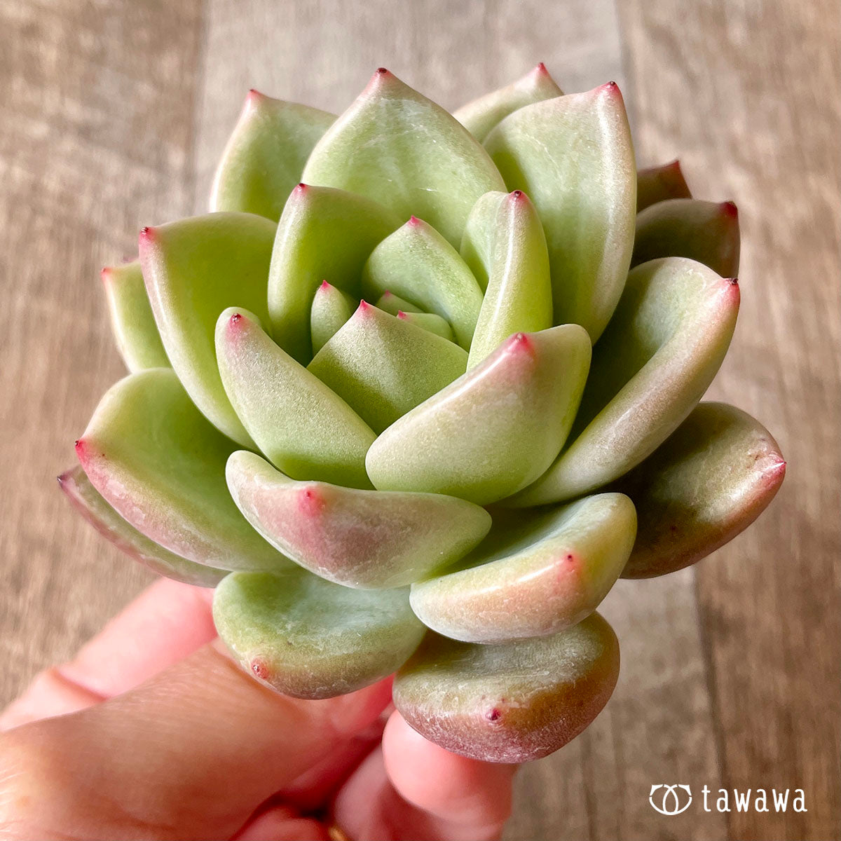 New Arrival* Cubic Frost