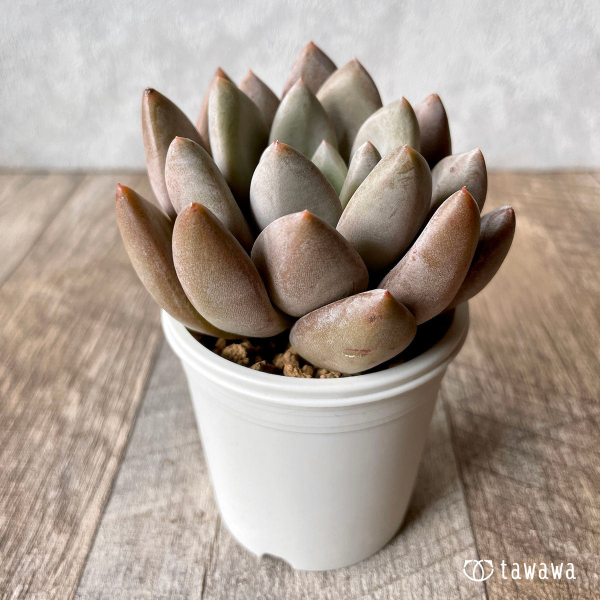 New Arrivals: Ice Green