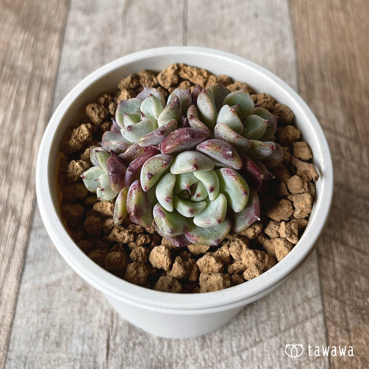 사라히메