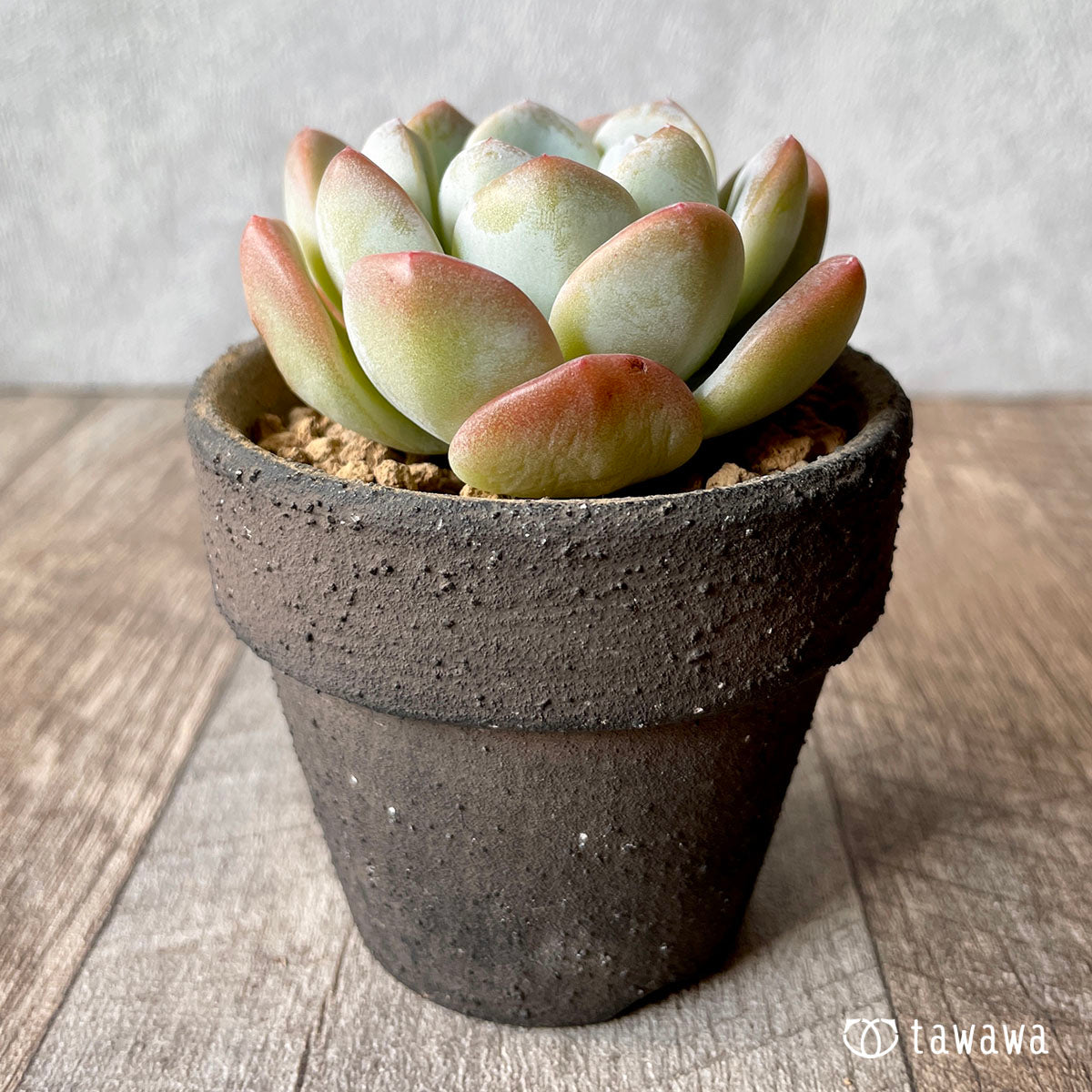 New Arrivals: Ice Green
