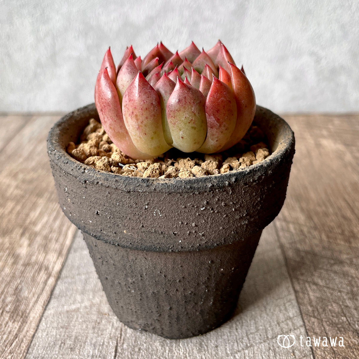 피아노