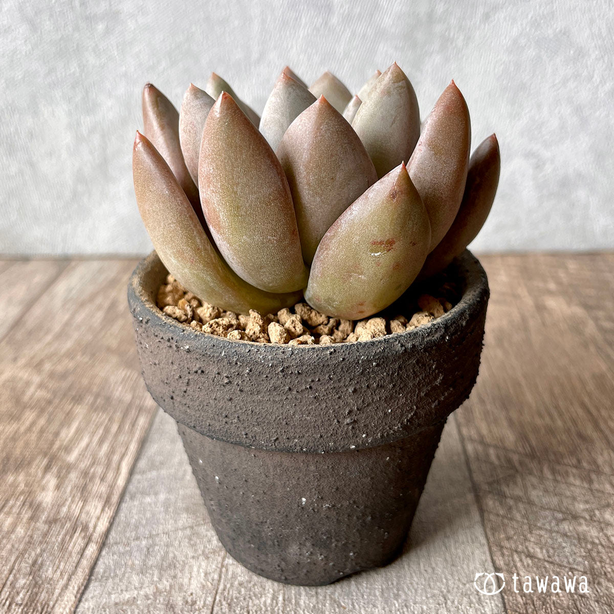 New Arrivals: Ice Green