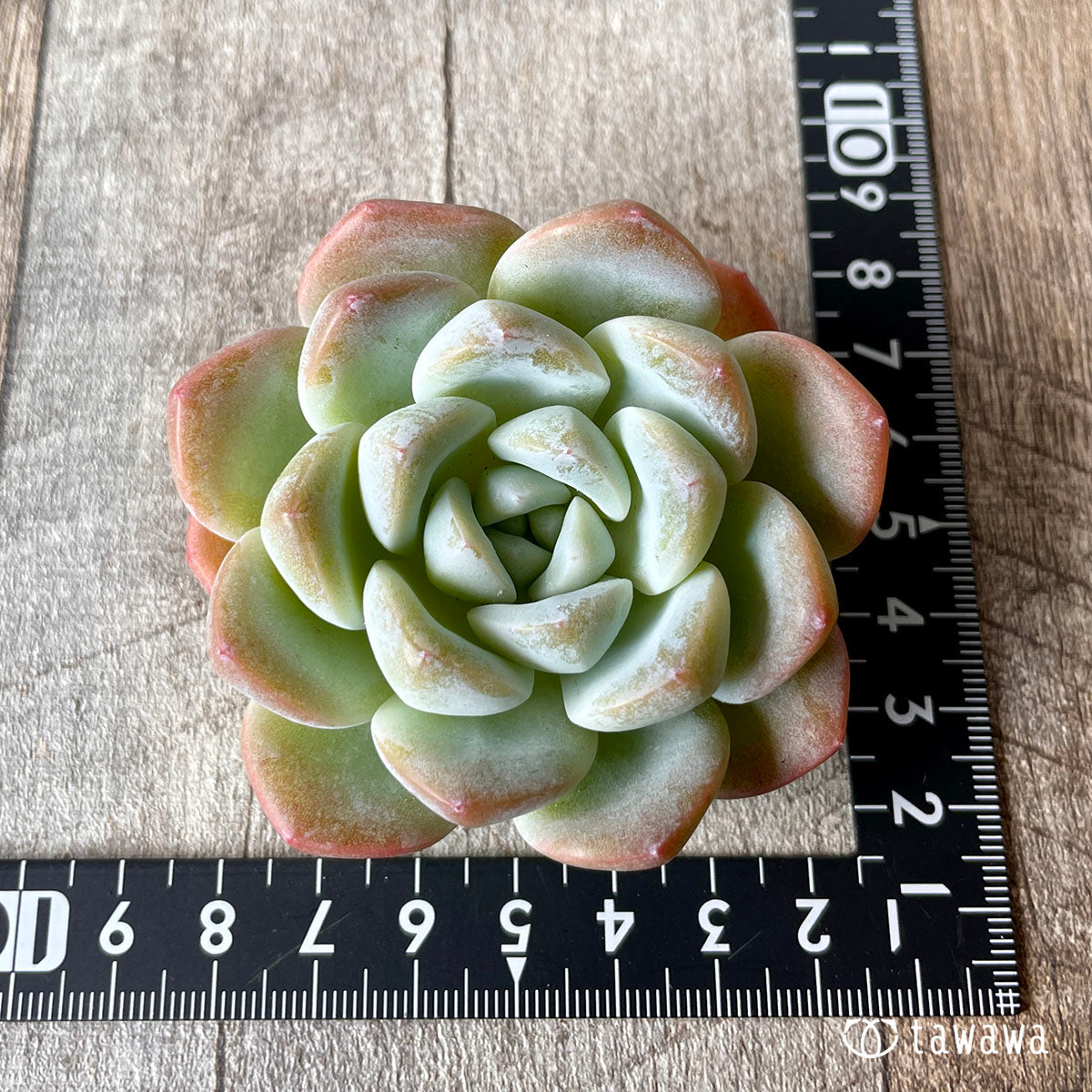 New Arrivals: Ice Green