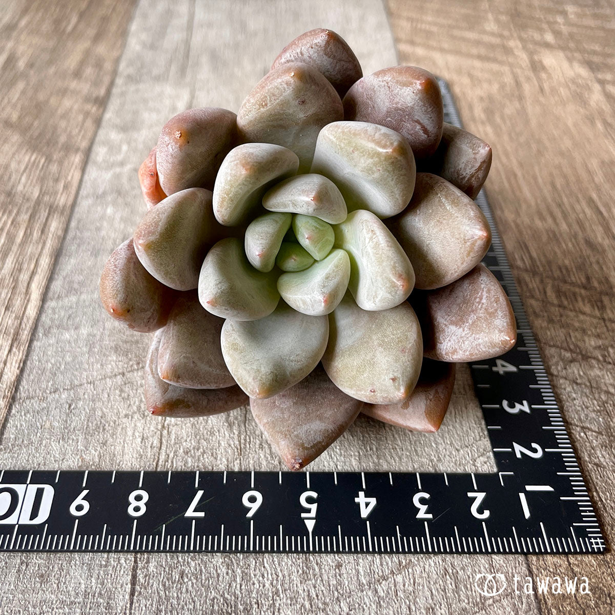 New Arrivals: Ice Green