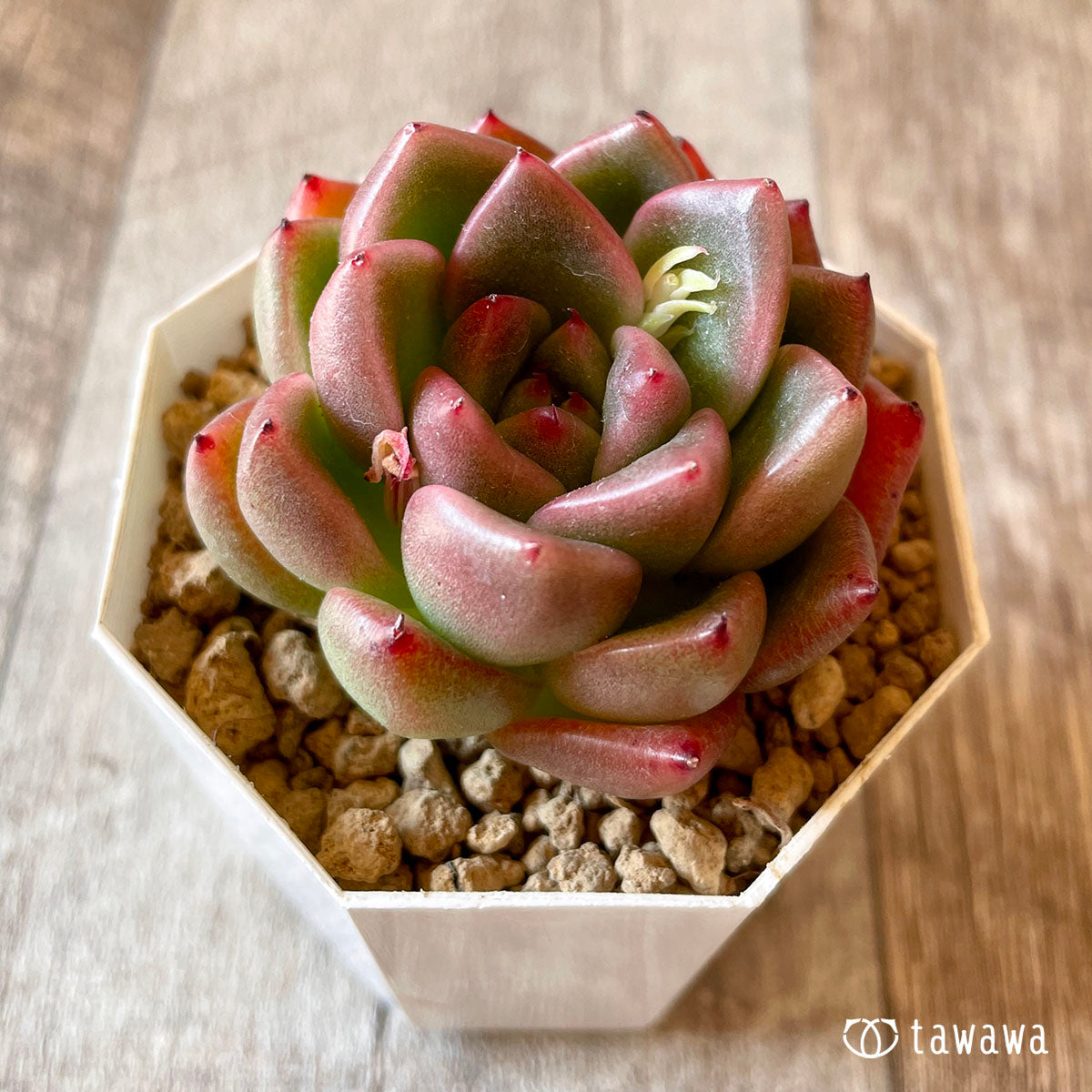 루시안