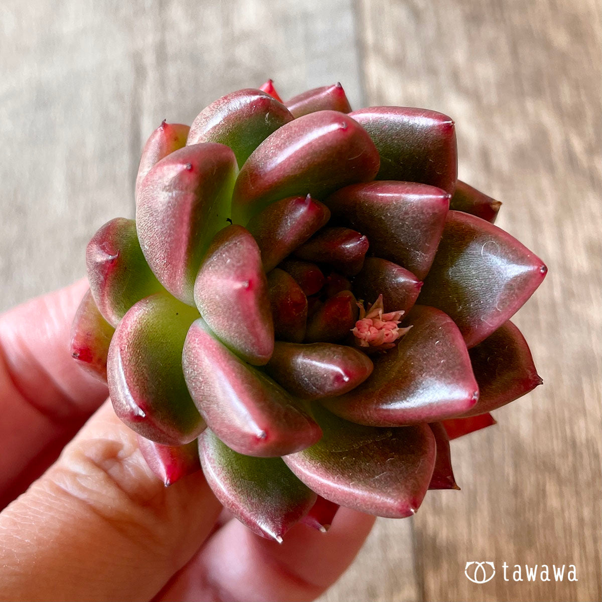 루시안