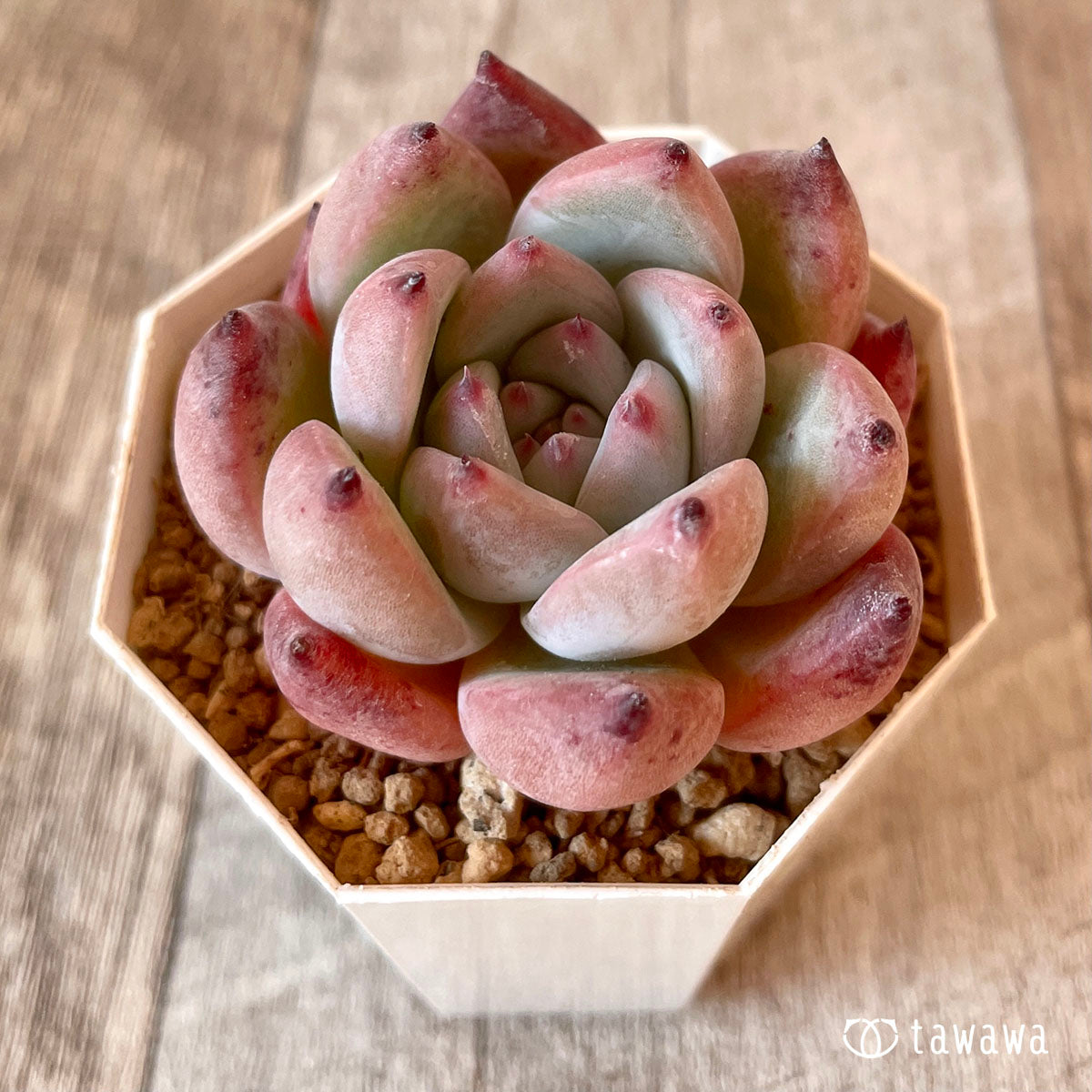 콜로세움