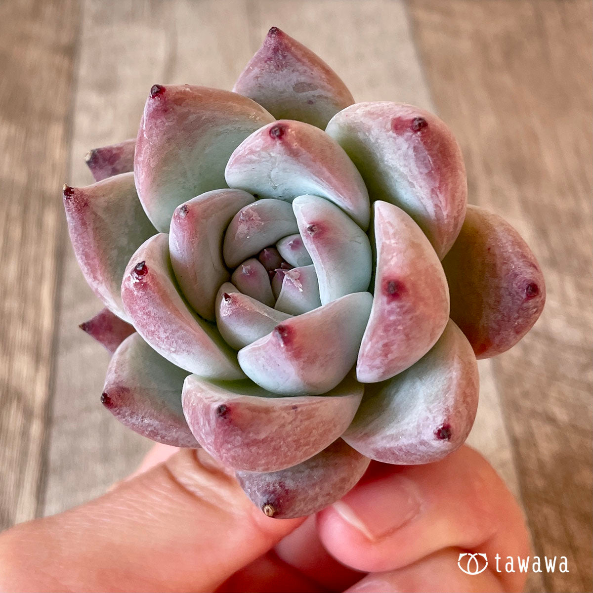 콜로세움