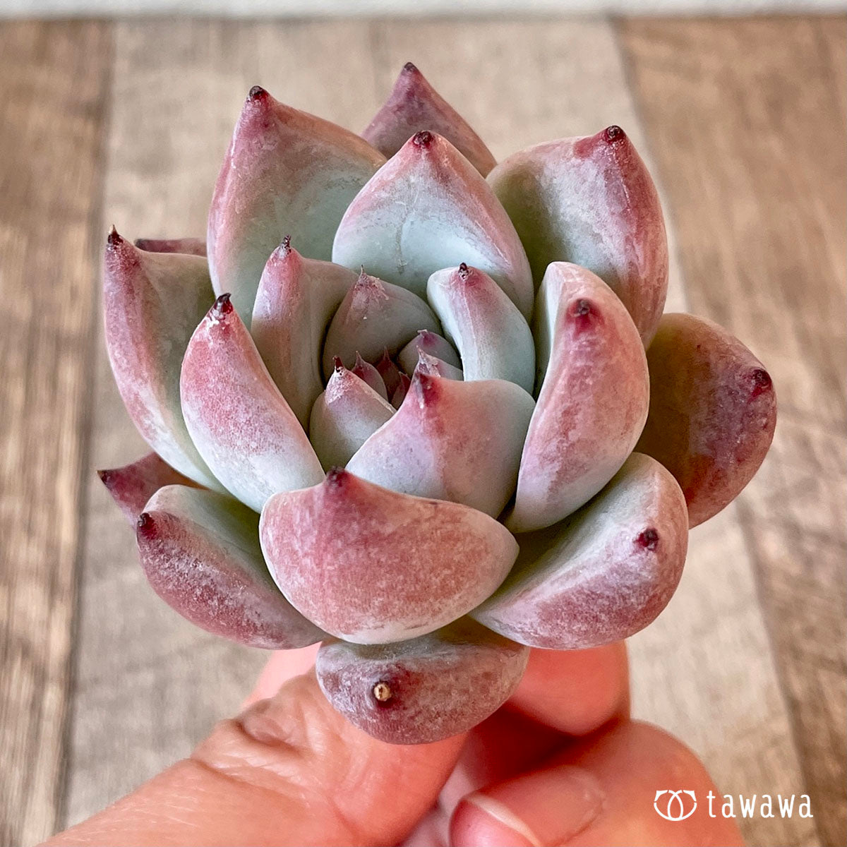 콜로세움