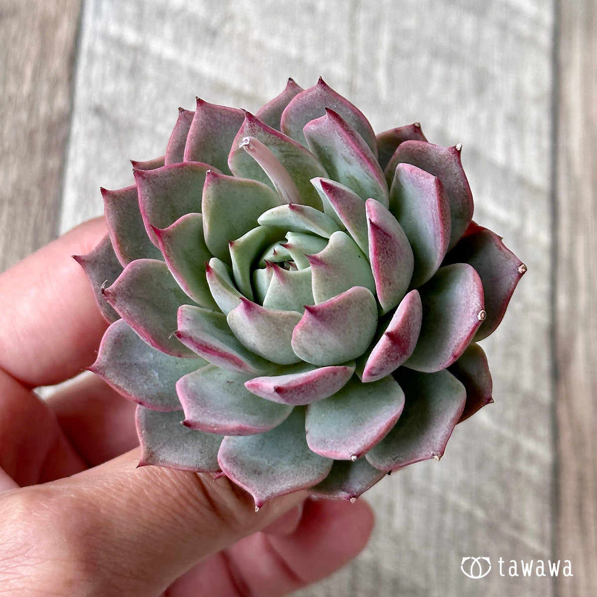 New Arrival* Cubic Frost