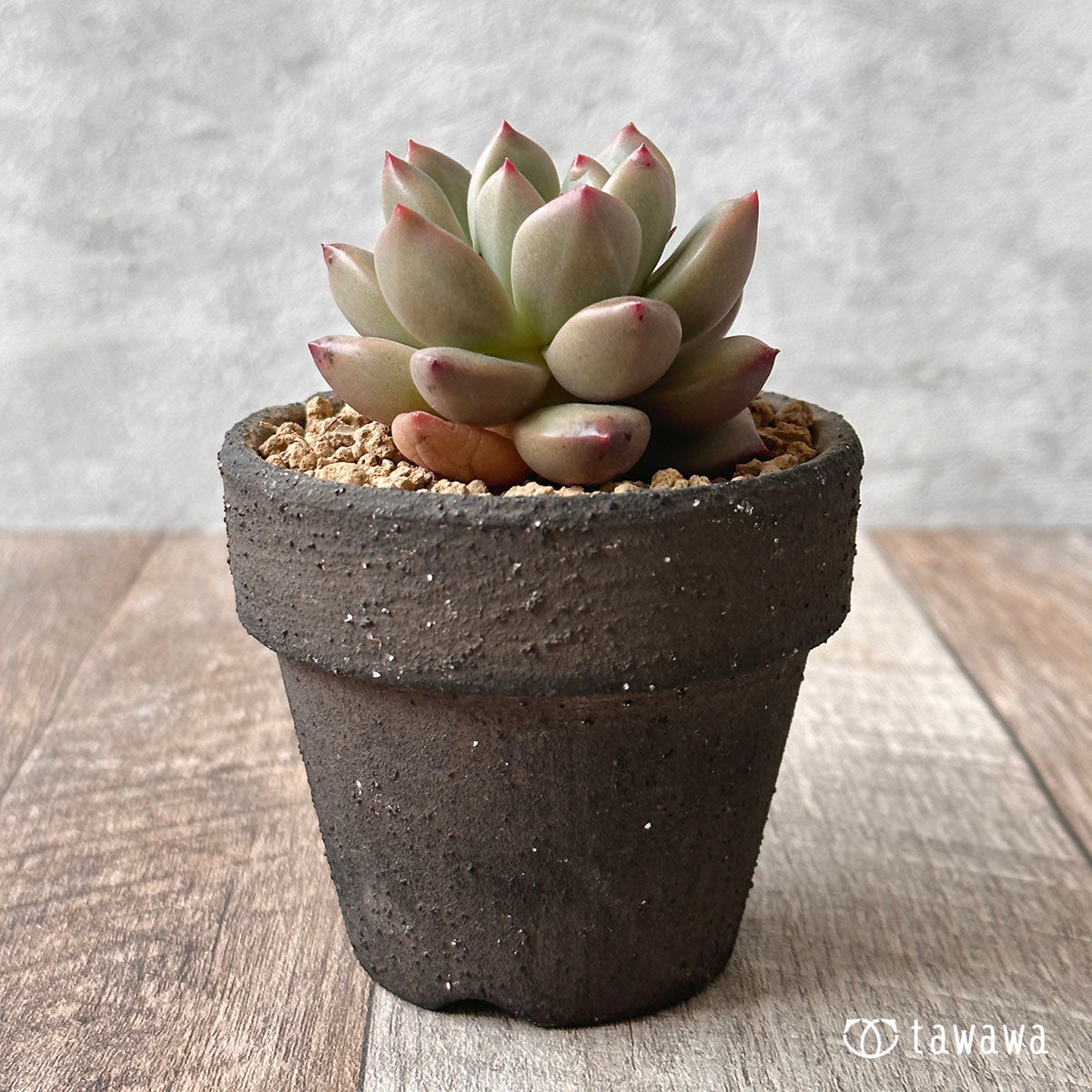 New Arrival* Cubic Frost