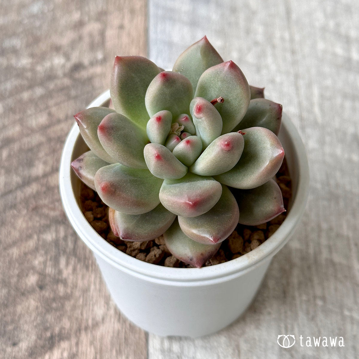 New Arrival* Cubic Frost
