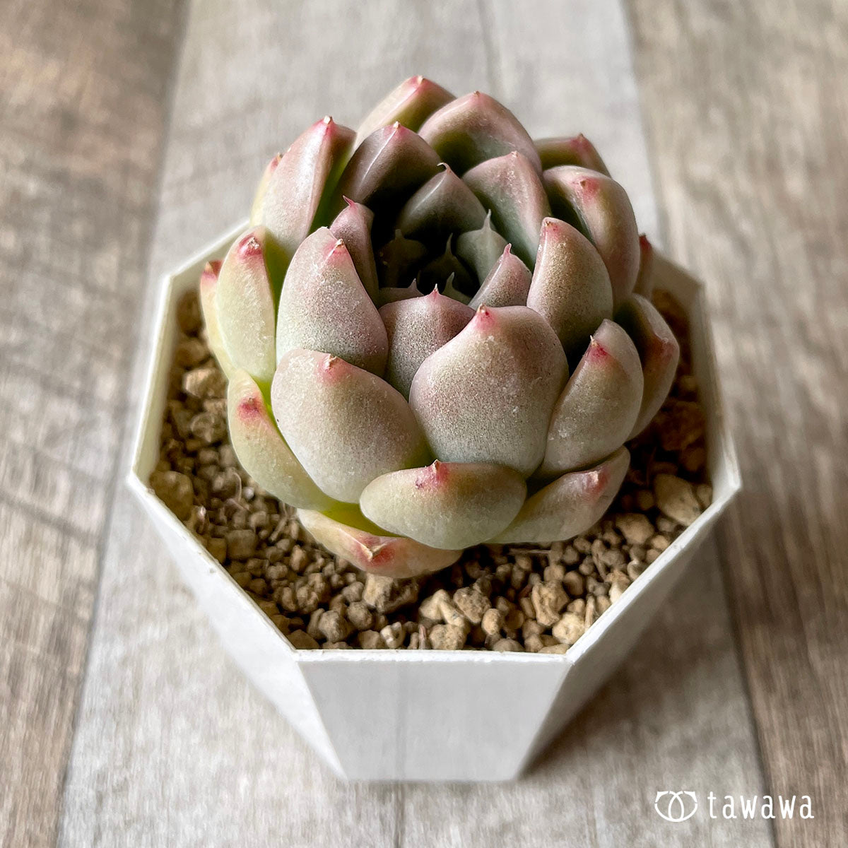 휴밀 로즈