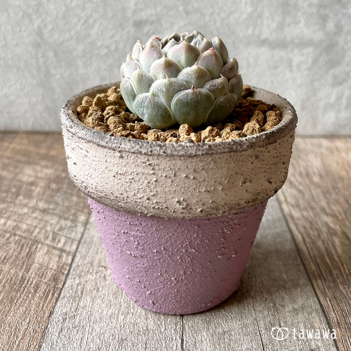 New Arrival* Giro