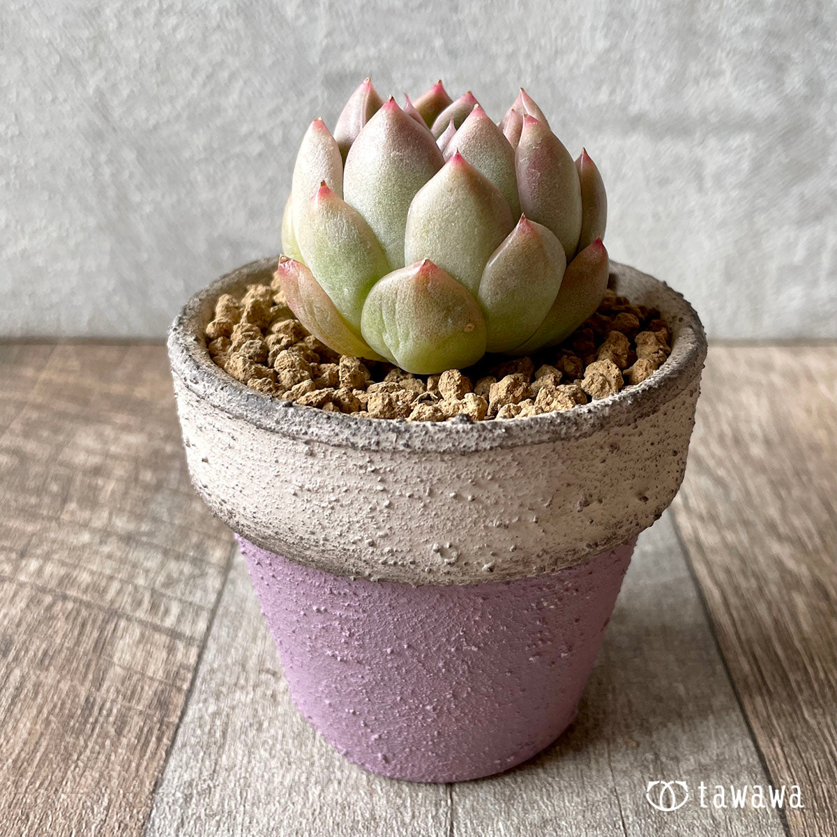 휴밀 로즈