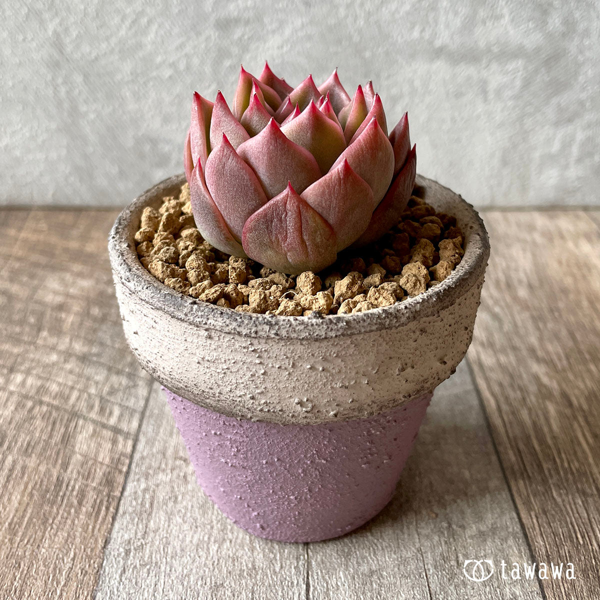 사바레스