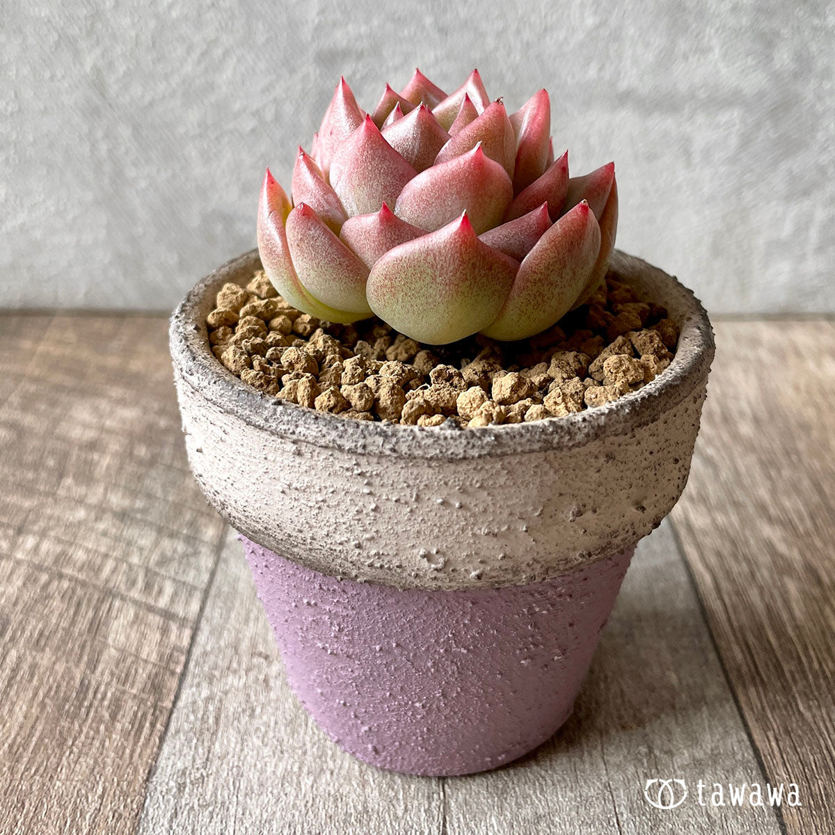스노우 엔젤