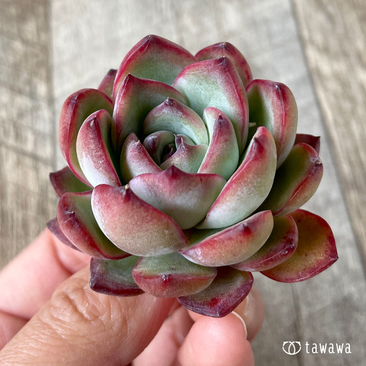 아이라인 초코