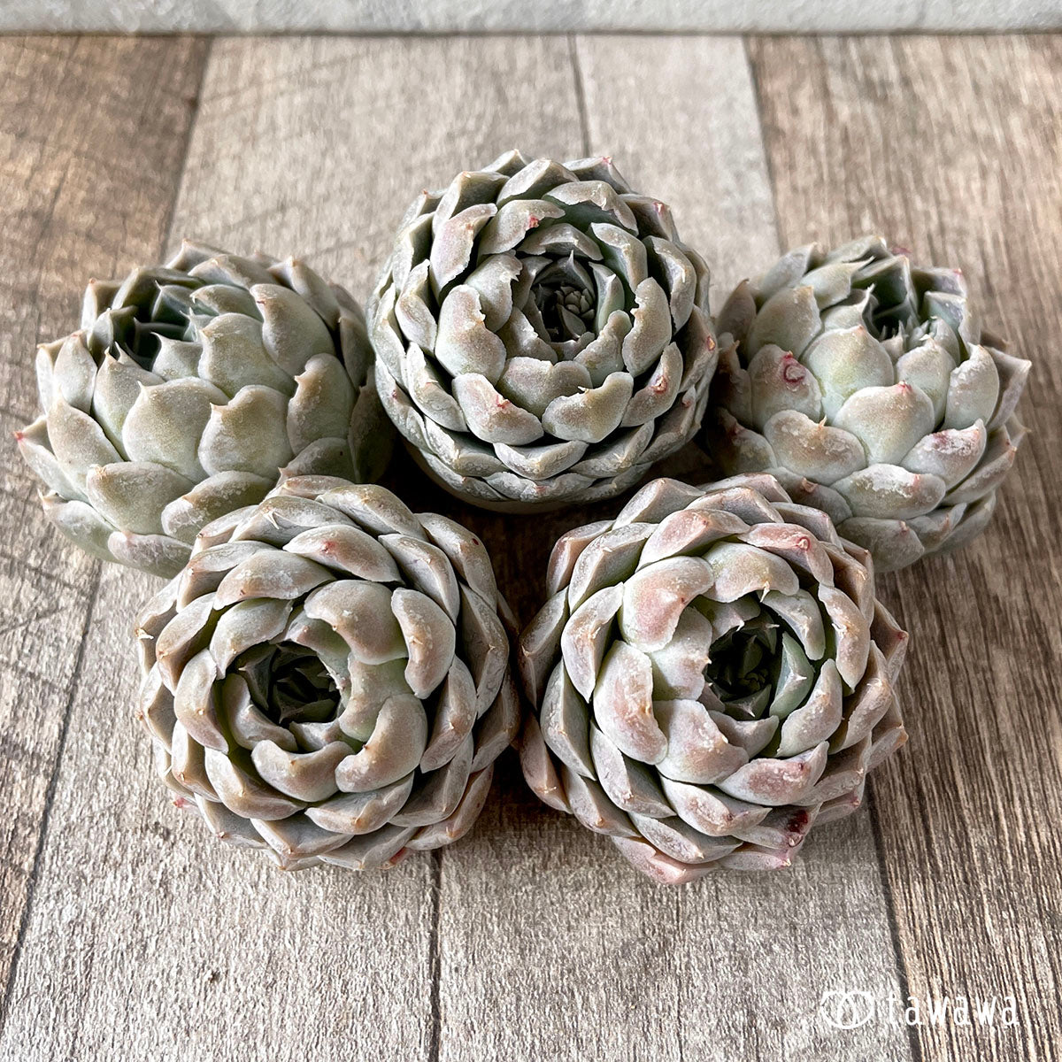 New Arrival* Giro