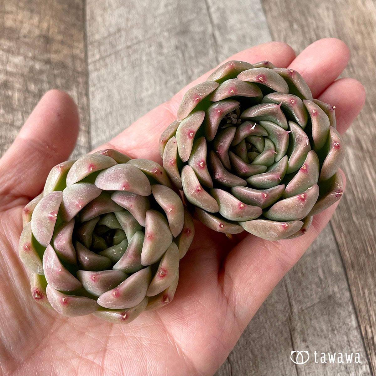 휴밀 로즈