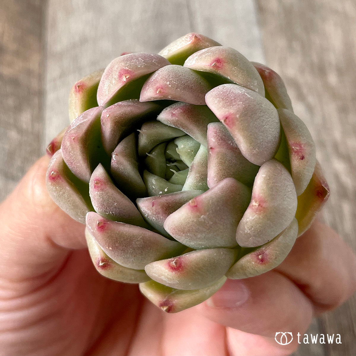 휴밀 로즈