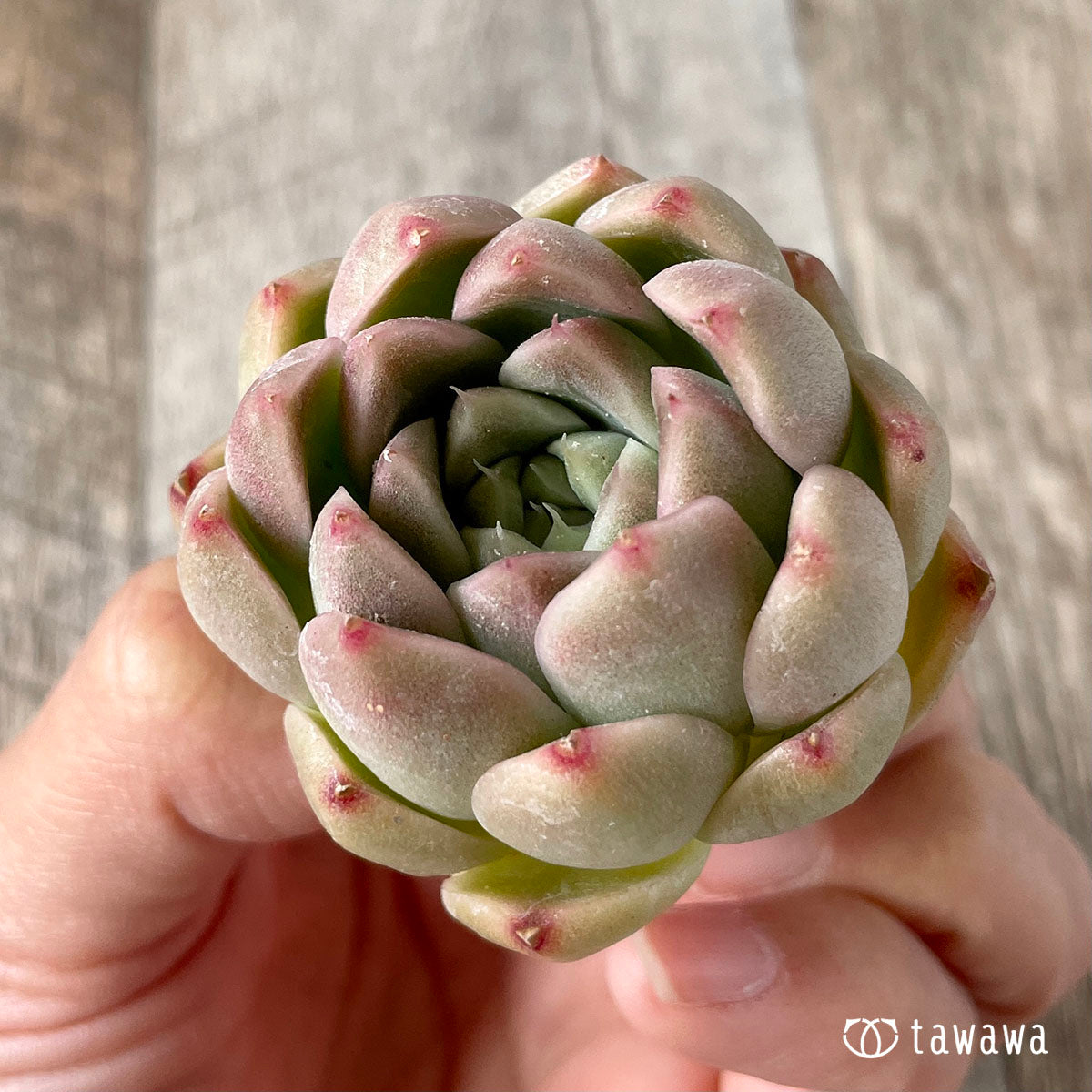 휴밀 로즈