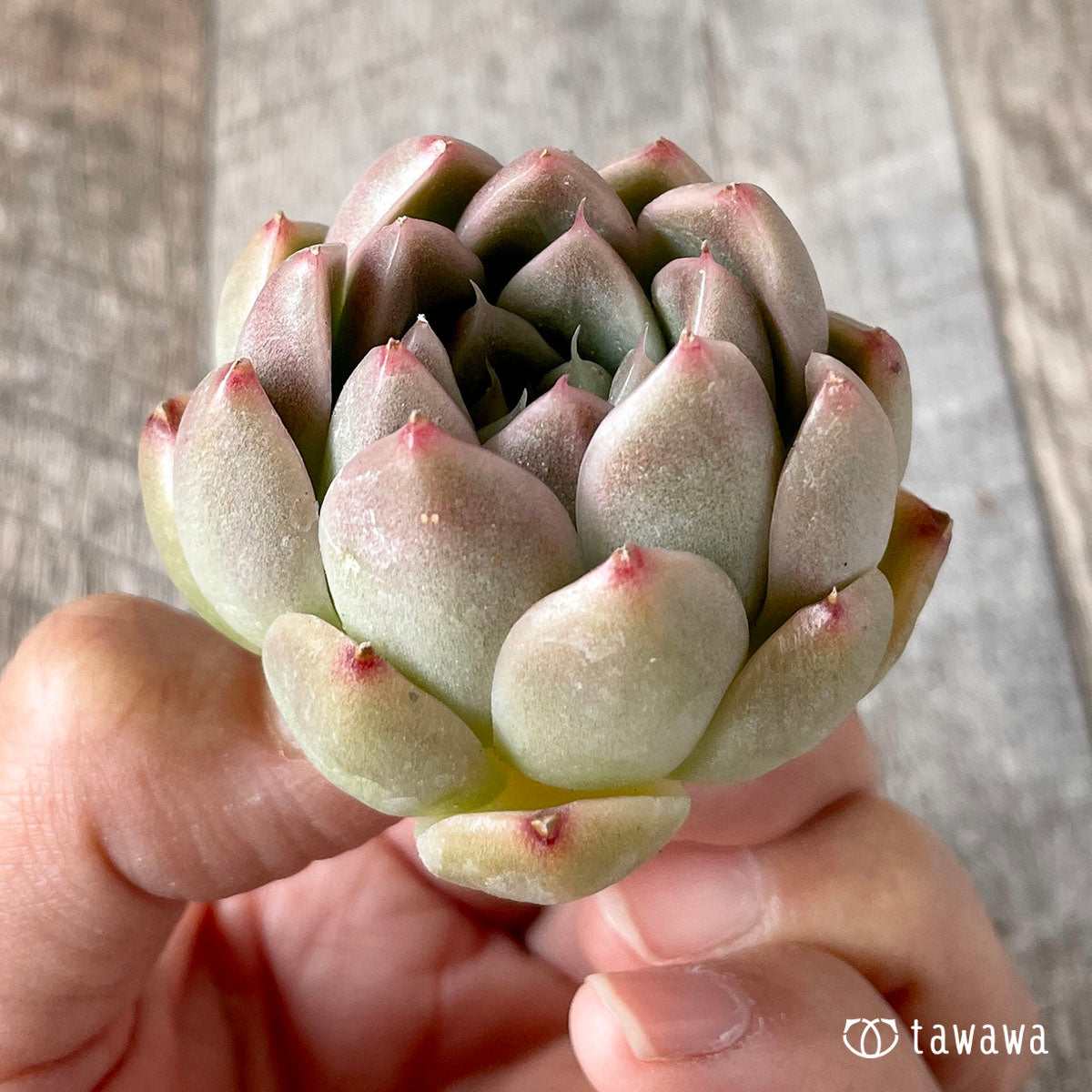휴밀 로즈