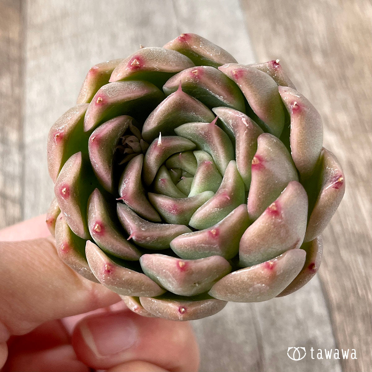 휴밀 로즈