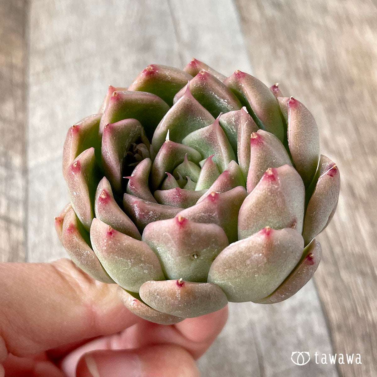 휴밀 로즈