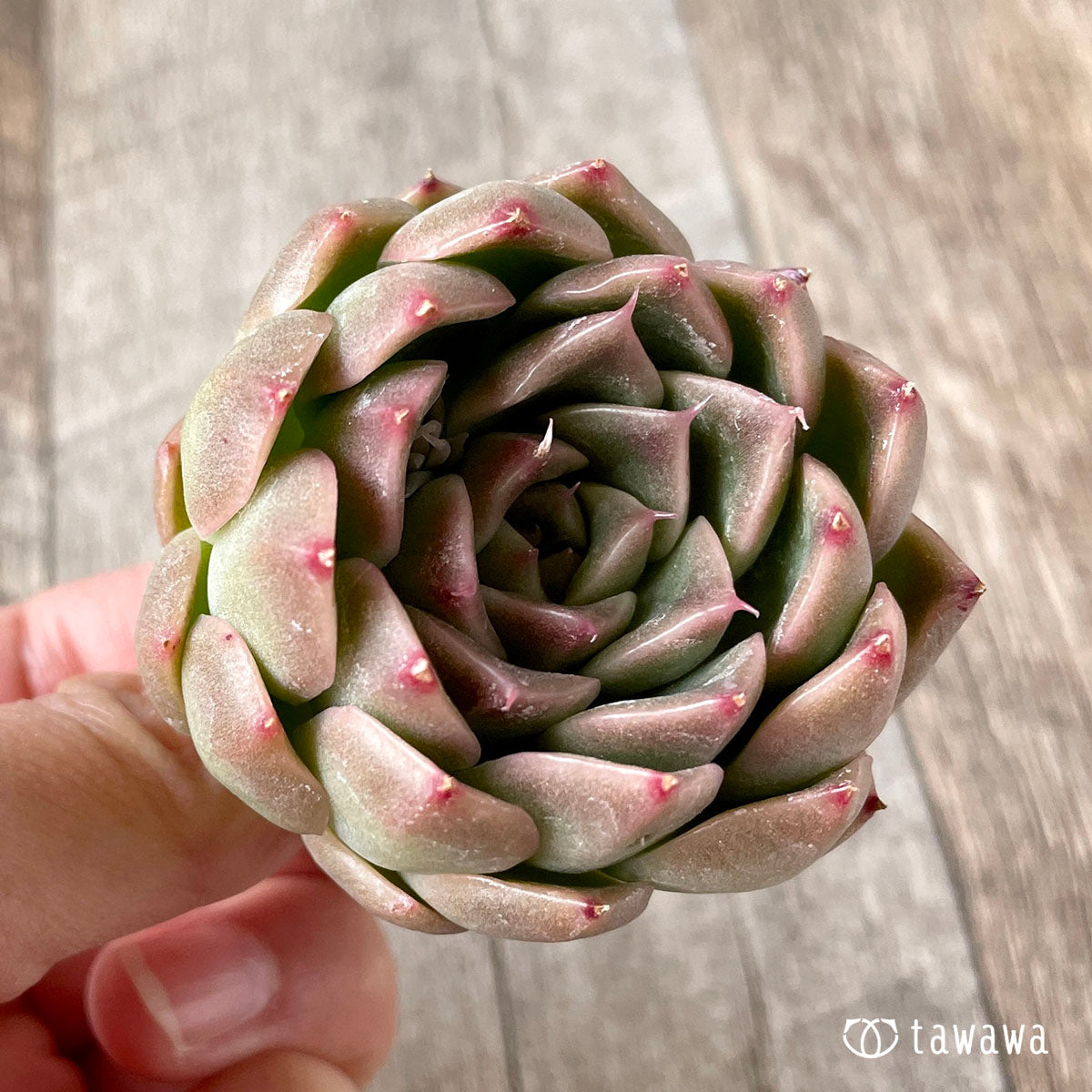 휴밀 로즈