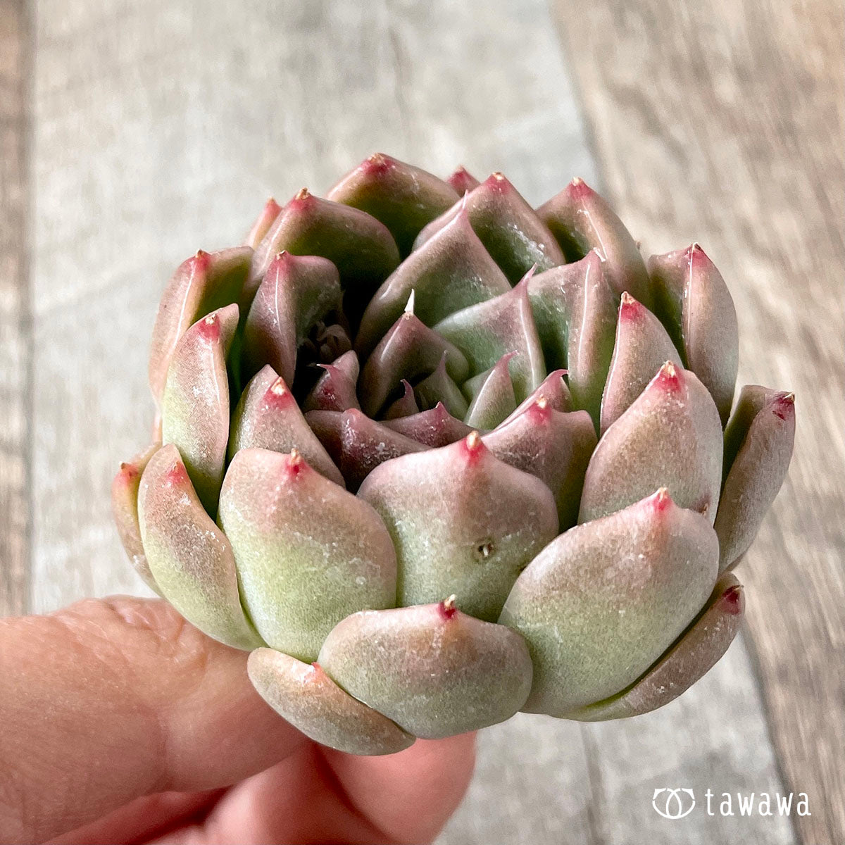 휴밀 로즈